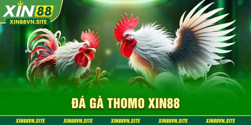 đá gà thomo xin88