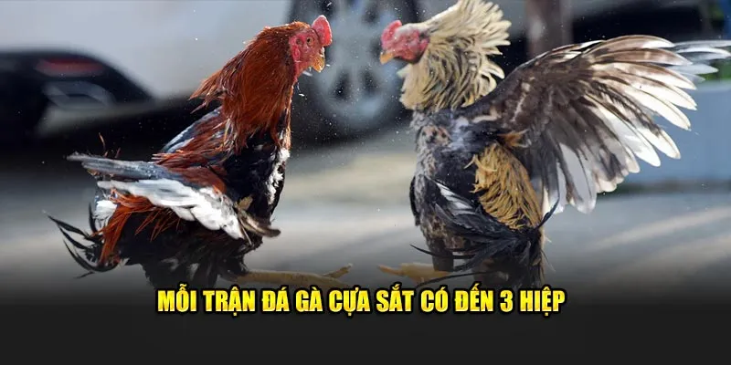 Mỗi trận đá gà cựa sắt có đến 3 hiệp